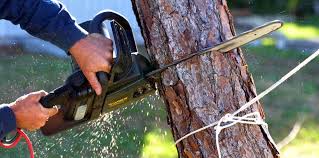 How Our Tree Care Process Works  in  The Pinery, CO